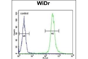 ANXA7 Antibody (Center) (ABIN652686 and ABIN2842457) flow cytometric analysis of WiDr cells (right histogram) compared to a negative control cell (left histogram). (Annexin VII 抗体  (AA 329-356))