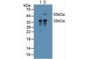 Figure. (MCL-1 抗体  (AA 2-307))