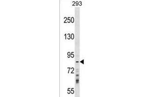 RN Antibody (Center) (ABIN1538224 and ABIN2849191) western blot analysis in 293 cell line lysates (35 μg/lane). (RNF219 抗体  (AA 275-302))