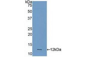 Detection of Recombinant CASP4, Human using Polyclonal Antibody to Caspase 4 (CASP4) (Caspase 4 抗体  (AA 290-377))