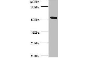 Western blot All lanes: ZC3HC1 antibody at 0. (ZC3HC1 抗体  (AA 1-260))