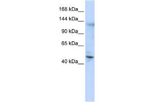 WB Suggested Anti-ZNF197 Antibody Titration:  0. (ZNF197 抗体  (Middle Region))