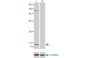 Western blot analysis of PPBP over-expressed 293 cell line, cotransfected with PPBP Validated Chimera RNAi (Lane 2) or non-transfected control (Lane 1).