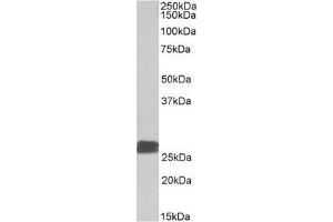 Staining of Human Heart lysate using DUSP6 Antibody at 0. (DUSP6 抗体  (C-Term))
