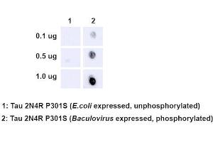 Dot Blot analysis using Rabbit Anti-Tau Monoclonal Antibody, Clone AH36 (ABIN6932905).