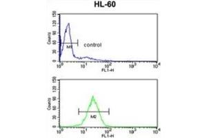 Flow Cytometry (FACS) image for anti-Hydroxysteroid (17-Beta) Dehydrogenase 7 (HSD17B7) antibody (ABIN3002789) (HSD17B7 抗体)
