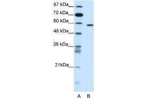 Western Blotting (WB) image for anti-Nuclear Receptor Subfamily 1, Group D, Member 2 (NR1D2) (C-Term) antibody (ABIN2780650)