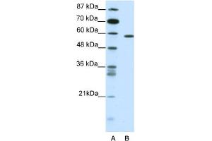 WB Suggested Anti-NR1D2 Antibody Titration:  0. (NR1D2 抗体  (C-Term))