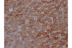 IHC image of ABIN7127353 diluted at 1:100 and staining in paraffin-embedded human liver tissue performed on a Leica BondTM system. (Recombinant ATP5A1 抗体)
