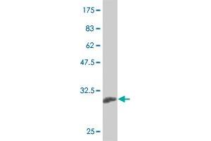 Western Blotting (WB) image for anti-Kruppel-Like Factor 13 (KLF13) (AA 31-72) antibody (ABIN526837)