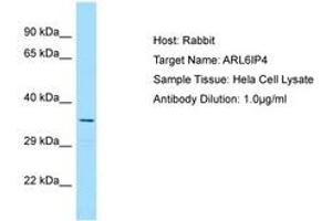 Image no. 1 for anti-ADP-Ribosylation-Like Factor 6 Interacting Protein 4 (ARL6IP4) (AA 198-247) antibody (ABIN6750156) (ARL6IP4 抗体  (AA 198-247))