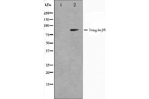 Western blot analysis on COS7 cell lysate using Integrin beta-5 Antibody. (Integrin beta 5 抗体  (C-Term))