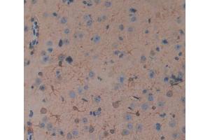 IHC-P analysis of Mouse Tissue, with DAB staining. (TNFRSF19 抗体  (AA 222-363))