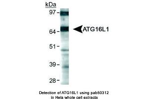 Image no. 1 for anti-ATG16 Autophagy Related 16-Like 1 (ATG16L1) (AA 1-100) antibody (ABIN363621) (ATG16L1 抗体  (AA 1-100))