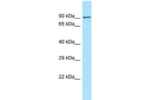 WB Suggested Anti-FCHO2 Antibody Titration: 1. (FCHO2 抗体  (N-Term))
