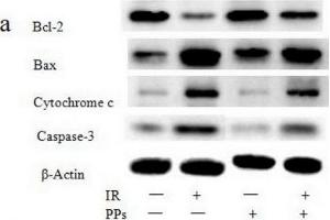 PPs (200 mg/kg bwt/d) inhibits the expression levels of Bax, cytochrome c and caspase-3 induced by irradiation (7 Gy) and inceases the expression levels of Bcl-2 in spleen (n = 6). (beta Actin 抗体  (AA 1-375))