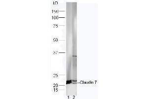Lane 1: Mouse intestinal lysates Lane 2: Mouse brain lysates probed with Anti-Claudin 7 Polyclonal Antibody, Unconjugated (ABIN1714512) at 1:300 in 4˚C. (Claudin 7 抗体  (AA 21-100))