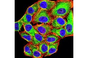 Immunofluorescence analysis of Hela cells using MYLK mouse mAb (green). (MYLK 抗体  (AA 1375-1524))