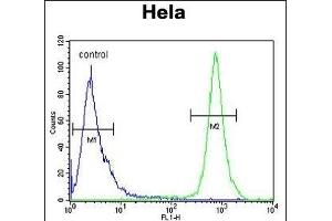 TRPC3 Antibody (N-term) 10175a flow cytometric analysis of Hela cells (right histogram) compared to a negative control cell (left histogram). (TRAPPC3 抗体  (N-Term))