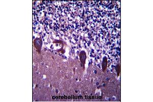TLE6 Antibody (N-term) (ABIN657408 and ABIN2846448) immunohistochemistry analysis in formalin fixed and paraffin embedded human cerebellum tissue followed by peroxidase conjugation of the secondary antibody and DAB staining.