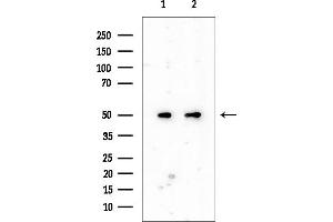 Western blot analysis of lysates from various samples, using FAF2 Mouse Monoclonal Antibody at 1/1000 dilution.