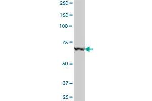 RARS MaxPab polyclonal antibody. (RARS 抗体  (AA 1-660))