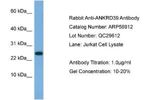 WB Suggested Anti-ANKRD39  Antibody Titration: 0. (ANKRD39 抗体  (N-Term))