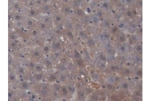 Detection of SHBG in Rat Liver Tissue using Monoclonal Antibody to Sex Hormone Binding Globulin (SHBG) (SHBG 抗体  (AA 222-358))
