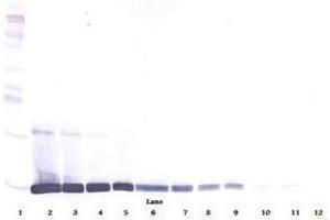 Image no. 3 for anti-Leptin (LEP) antibody (ABIN465028) (Leptin 抗体)