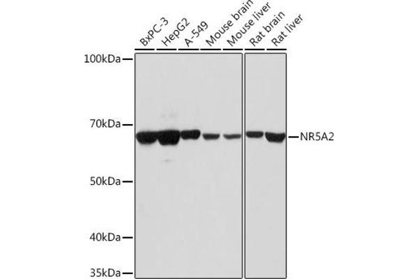 NR5A2 + LRH1 抗体  (AA 1-140)