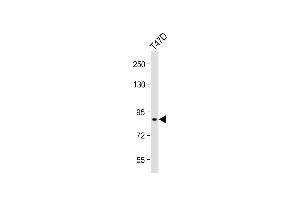 Anti-SEG Antibody (Center) at 1:1000 dilution + T47D whole cell lysate Lysates/proteins at 20 μg per lane. (SEMA3G 抗体  (AA 216-244))
