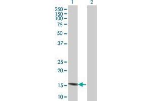 Western Blot analysis of C7orf44 expression in transfected 293T cell line by C7orf44 MaxPab polyclonal antibody. (C7orf44 抗体  (AA 1-146))