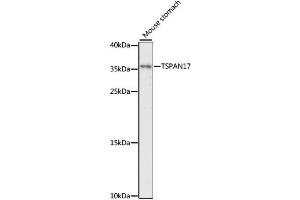 Western blot analysis of extracts of mouse stomach, using TSPAN17 antibody (ABIN6292533) at 1:1000 dilution. (Tetraspanin 17 抗体)