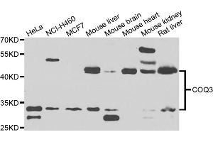 Western blot analysis of extracts of various cell lines, using COQ3 antibody. (COQ3 抗体)