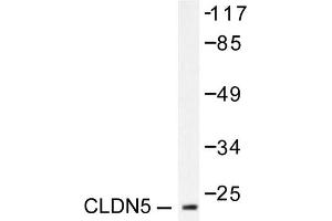 Image no. 1 for anti-Claudin 5 (CLDN5) antibody (ABIN265364) (Claudin 5 抗体)