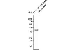 Western Blotting (WB) image for anti-SARS-CoV-2 Helicase (NSP13) (HEL) (C-Term) antibody (ABIN7273005) (SARS-CoV-2 NSP13 抗体  (C-Term))