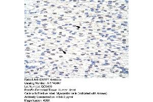 Rabbit Anti-SNRPFAntibody  Paraffin Embedded Tissue: Human Heart Cellular Data: Myocardial cells Antibody Concentration: 4. (SNRPF 抗体  (N-Term))