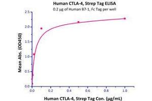 Binding Studies (Bind) image for Cytotoxic T-Lymphocyte-Associated Protein 4 (CTLA4) (AA 37-162) (Active) protein (Strep Tag) (ABIN6810026)