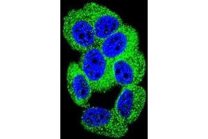 Confocal immunofluorescent analysis of PCDH20 Antibody (Center)(Cat#AP53195PU-N) with MCF-7 cell followed by Alexa Fluor 488-conjugated goat anti-rabbit lgG (green). (PCDH20 抗体  (Middle Region))