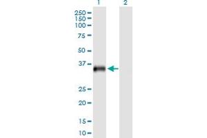 Western Blot analysis of USP18 expression in transfected 293T cell line by USP18 MaxPab polyclonal antibody. (USP18 抗体  (AA 1-372))
