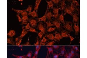 Immunofluorescence analysis of C6 cells using DNAJA2 Polyclonal Antibody at dilution of 1:100. (DNAJA2 抗体)