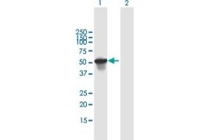 Western Blot analysis of SCIN expression in transfected 293T cell line by SCIN MaxPab polyclonal antibody. (Scinderin 抗体  (AA 1-468))