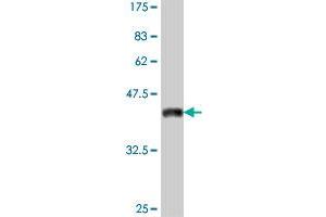 Western Blot detection against Immunogen (38. (MYOD1 抗体  (AA 211-320))