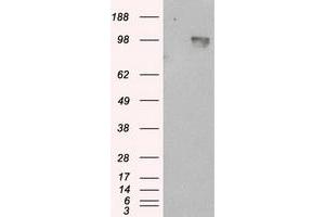 Image no. 5 for anti-Amyloid beta (A4) Precursor Protein (APP) antibody (ABIN1496876) (APP 抗体)