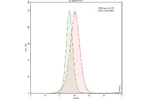 Detection of STAM1 in Raji human Burkitt's lymphoma cell line using Polyclonal Antibody to Signal Transducing Adaptor Molecule 1 (STAM1) (STAM 抗体  (AA 196-465))