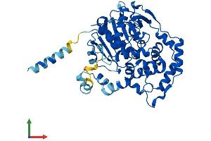 Protein Structure (PS) image for Epoxide Hydrolase 1, Microsomal (Xenobiotic) (EPHX1) (AA 1-455) protein (His tag) (ABIN7560942)