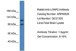 WB Suggested Anti-LONP2  Antibody Titration: 0. (LONP2 抗体  (C-Term))