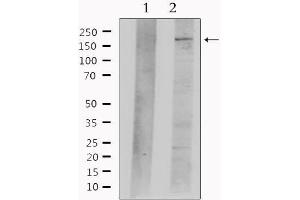 Western blot analysis of extracts from mouse brain, using Nestin  Antibody.