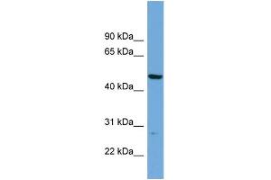 WB Suggested Anti-PNMAL1 Antibody Titration: 0. (PNMA-Like 1 抗体  (Middle Region))