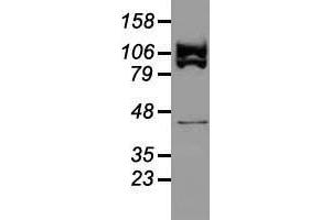 Western blot analysis of 35 µg of cell extracts from human (HeLa) cells using anti-USP38 antibody. (USP38 抗体)